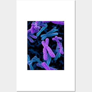 Chromosomes, illustration (C023/4580) Posters and Art